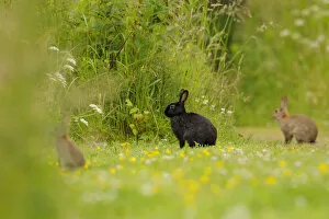 Melanistic rabbit (Oryctolagus cuniculus) with normal European rabbits in grassland