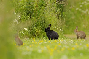 Melanistic rabbit (Oryctolagus cuniculus) with normal European rabbits in grassland