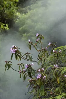 Steam Collection: Melastome (Melastoma polyanthum) flowering in forest, steamy from thermal spring. Tengchong