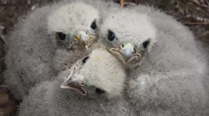 Merlin (Falco columbarius) chicks at nest site. Sutherland, Scotland, June