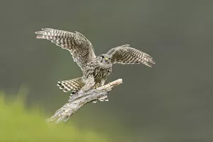 Merlin (Falco columbarius) female alighting onto perch, Glen Tanar, Cairngorms National Park