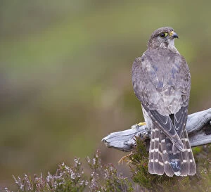 Merlin (Falco columbarius) female on perch with Meadow Pipit chick prey, legs just visible