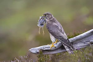 Merlin (Falco columbarius) female on perch with Meadow Pipit chick prey for its offspring