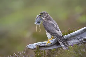 Merlin (Falco columbarius) female on perch with Meadow Pipit chick prey for its offspring
