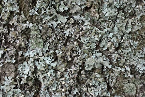 Hidden In Nature Gallery: Merveille-du-Jour moth (Dichonia aprilina), camouflaged on lichen. The National Forest