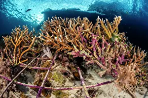 Misool Prints: Metal frames on seabed used to create a stable substrate for coral regrowth on damaged sediments