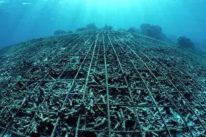 Misool Prints: Metal grids places on a damaged seabed to enable corals to recolonise