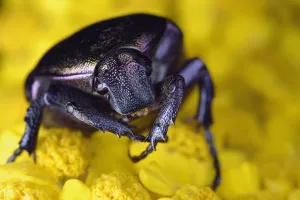 Macedonia Prints: Metallic green chafer / Emerald fruit beetle (Protaetia / Cetonia cuprea) Close-up of head