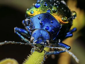 2018 June Highlights Collection: Metallic leaf beetle (Chrysomelidae) with rain droplets, frontal view, in Aiuruoca