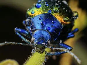 Metallic leaf beetle (Chrysomelidae) with rain droplets, frontal view, in Aiuruoca