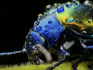 Droplets Gallery: Metallic leaf beetle ( Eumolpinae) with rain droplets, in Aiuruoca, Minas Gerais, Brazil