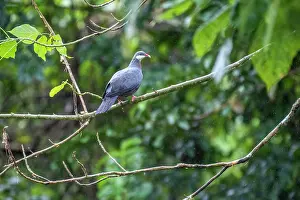 Fiji Prints: Metallic pigeon (Columba vitiensis) perched on branch in light rain