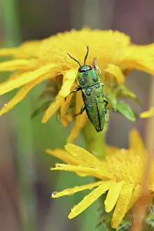 Rhinotia Prints: Metallic wood boring beetle (Anthaxia hungarica) male, resting on yellow flower, France