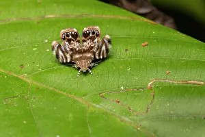 Papilionoidea Prints: Metalmark moth (Brenthia sp.) resting on a leaf
