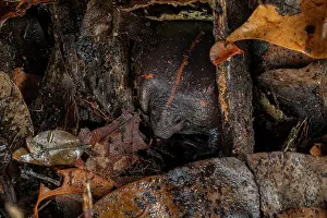 Forest Floor Prints: Mexican burrowing toad (Rhinophrynus dorsalis) burrowing into the ground on a wet night in the forest