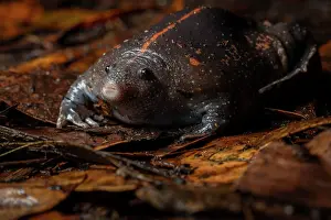 Forest Floor Prints: Mexican burrowing toad (Rhinophrynus dorsalis) emerging from the ground on a wet night in the forest