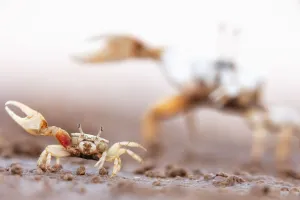 Mexican fiddler crab (Leptuca crenulata) small male displaying with larger individual