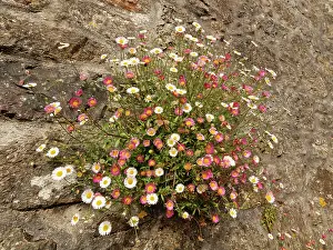 Naturalised Prints: Mexican fleabane (Erigeron karvinskianus) growing in clumps on a cottage wall