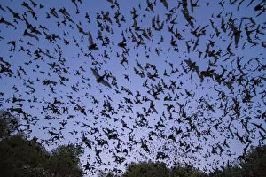 Mexican free-tailed bats, (Tadarida brasiliensis), leaving Bracken Cave, Texas