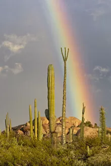 2021 January Highlights Collection: Mexican giant cardon cactus (Pachycereus pringlei) and Boojum tree (Fouquieria columnaris