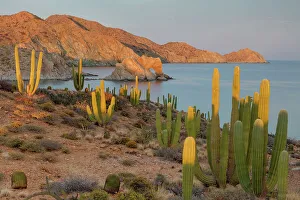 Succulents Prints: Mexican giant cardon cactus (Pachycereus pringlei) with Elephant Rock beyond