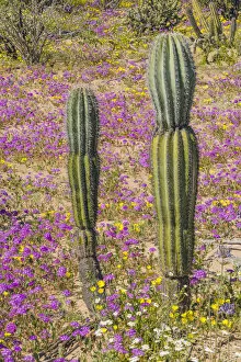 Mexican giant cardon (Pachycereus pringlei), two young cacti amongst flowering Desert