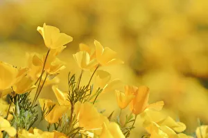 Poppies Prints: Mexican Gold Poppy (Eschscholzia californica mexicana) flowering in spring