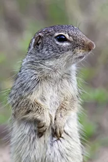 Images Dated 19th April 2010: Mexican ground-squirrel (Spermophilus mexicanus) Laredo Borderlands, Texas, USA. April
