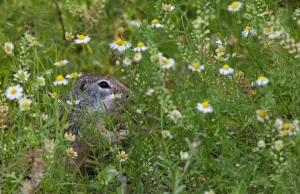 Mexican ground squirrel (Spermophilus mexicanus) Laredo Borderlands, Texas, USA. April