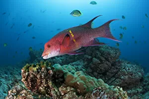 Images Dated 7th April 2017: Mexican Hogfish (Bodianus diplotaenia), Socorro Island, Revillagigedo Archipelago