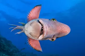 Mexican hogfish (Bodianus diplotaenia) swimming on its side, Socorro Island, Baja California, Mexico, Pacific Ocean