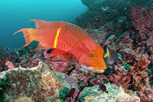 School Prints: Mexican hogfish (Bodianus diplotaenia) adult male phase