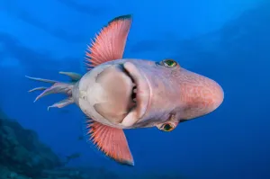 Looking Prints: Mexican hogfish (Bodianus diplotaenia) swimming on its side