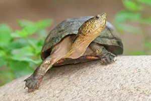 Turtle Prints: Mexican mud turtle (Kinosternon integrum) portrait