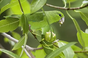Images Dated 6th October 2008: Mexican Parrotlet (Forpus cyanopygius) feeding. Maria Madre Island, Islas Marias Biosphere Reserve