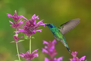 Iridescent Collection: Mexican violetear hummingbird (Colibri thalassinus) feeding on pink wildflower