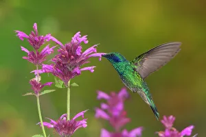 Trochilidae Prints: Mexican violetear hummingbird (Colibri thalassinus) feeding on pink wildflower
