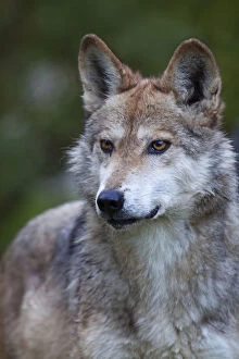 Images Dated 2nd November 2010: Mexican wolf (Canis lupus baileyi), Mexican subspecies, probably extinct in the wild
