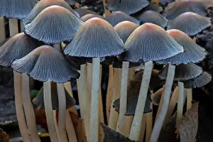 Mica cap (Coprinellus micaceus) fungi growing on rotten tree stump in autumn forest, Belgium. November