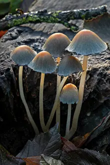 Agaricales Prints: Mica cap (Coprinellus micaceus) fungi growing on rotten tree stump in autumn forest