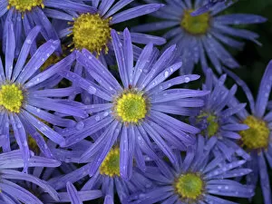Flowering Plant Collection: Michaelmas daisy (Aster amellus) flowers in garden