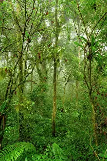 Pteridophytina Prints: Mid-elevation rainforest shrouded in mist / cloud