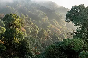 Mist Prints: Mid montane / bamboo forest, Himalayan foothills