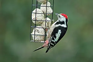 Woodpecker Prints: Middle spotted woodpecker (Dendrocoptes medius) perched on bird feeder in winter