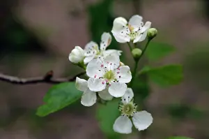 Surrey Prints: Midland hawthorn (Crataegus laevigata) flowers