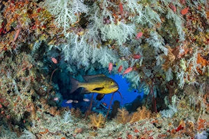Midnight snapper (Macolor macularis) shelters in a cavern on a coral reef with white soft corals