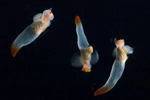 Deep Sea Gallery: Midwater pteropod molluscs / Sea butterflies (Clione limacina) Mid-Atlantic Ridge