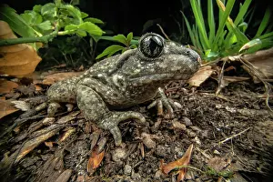 Anura Prints: Midwife toad (Alytes obstetricans) on the forest floor at night