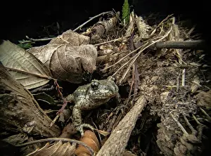 Anura Prints: Midwife toad (Alytes obstetricans) peeking out of its hiding hole on the forest floor at night