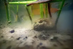 Anura Prints: Midwife toad (Alytes obstetricans) tadpole among aquatic plants at bottom of pond